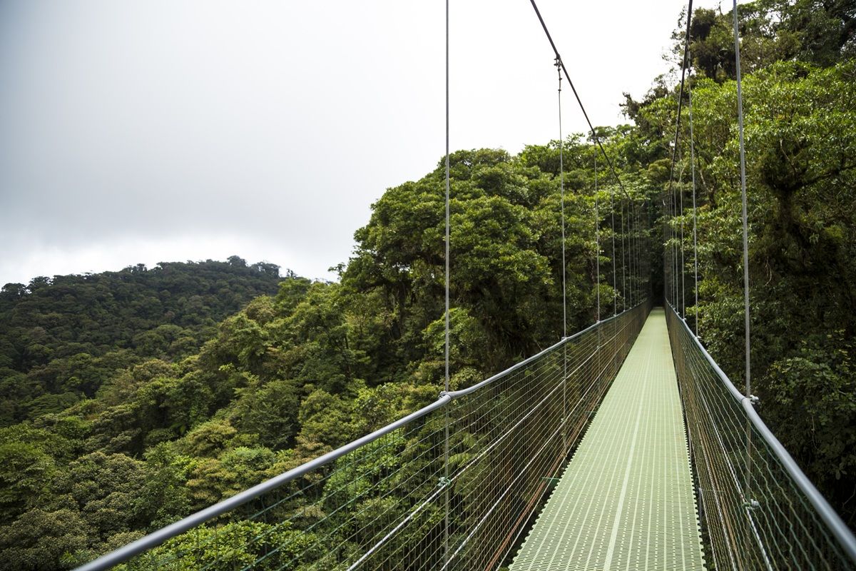 Hanging Bridges in Costa Rica: Walk Above the Rainforest